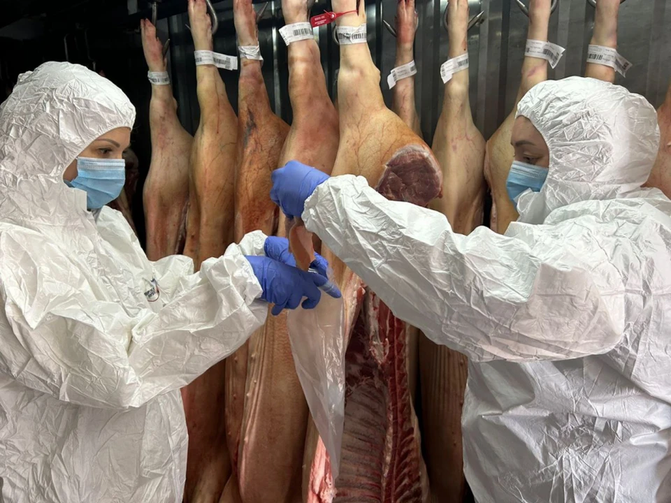 Завоза африканской чумы свиней ждут в Хабаровском крае Фото: управление ветеринарии Хабаровского края