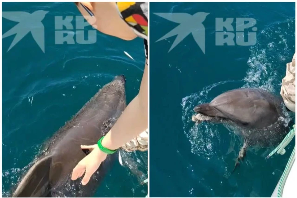Дельфины ласковые и общительные, охотно идут в руки, с аппетитом едят приложенную рыбку. Фото: Архив "КП"