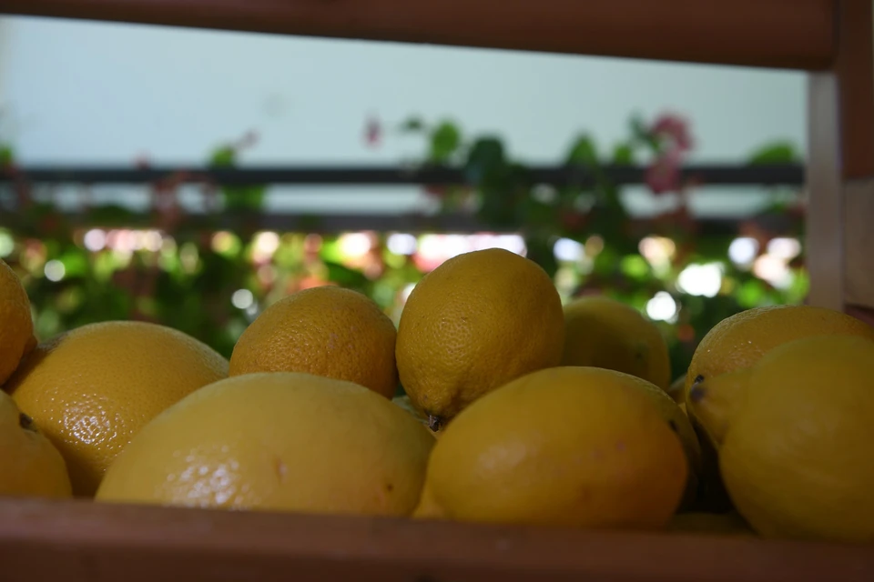 Карантинный вредитель, найденный в лимонах, представляет большую опасность для посадочного материала