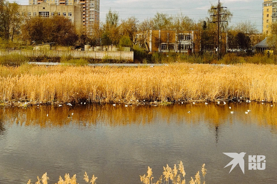 В Тверской области введен карантин из-за гриппа птиц