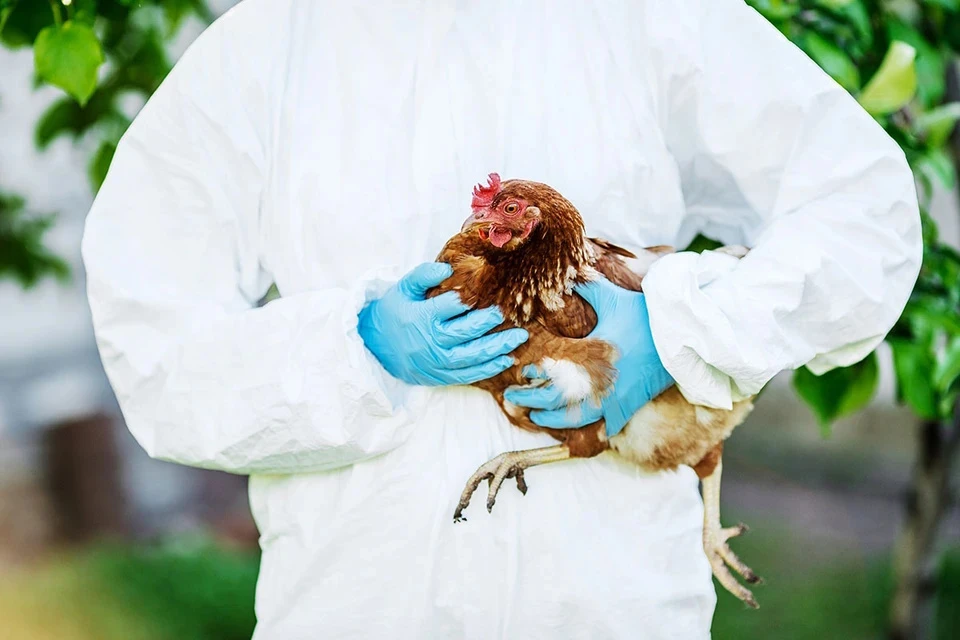 Роспотребнадзор: птичий грипп не представляет угрозы для людей