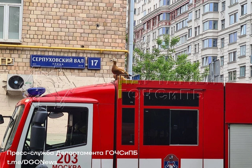 Московские спасатели помогли выбраться провалившимся в техническое отверстие утятам Фото: Департамент ГО и ЧС по Москве