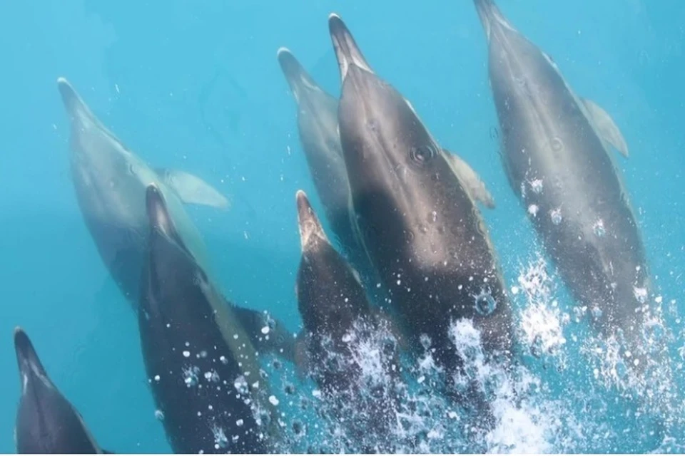 Лучше всего любоваться дельфинами в открытом море. Фото: Наталья Макеева