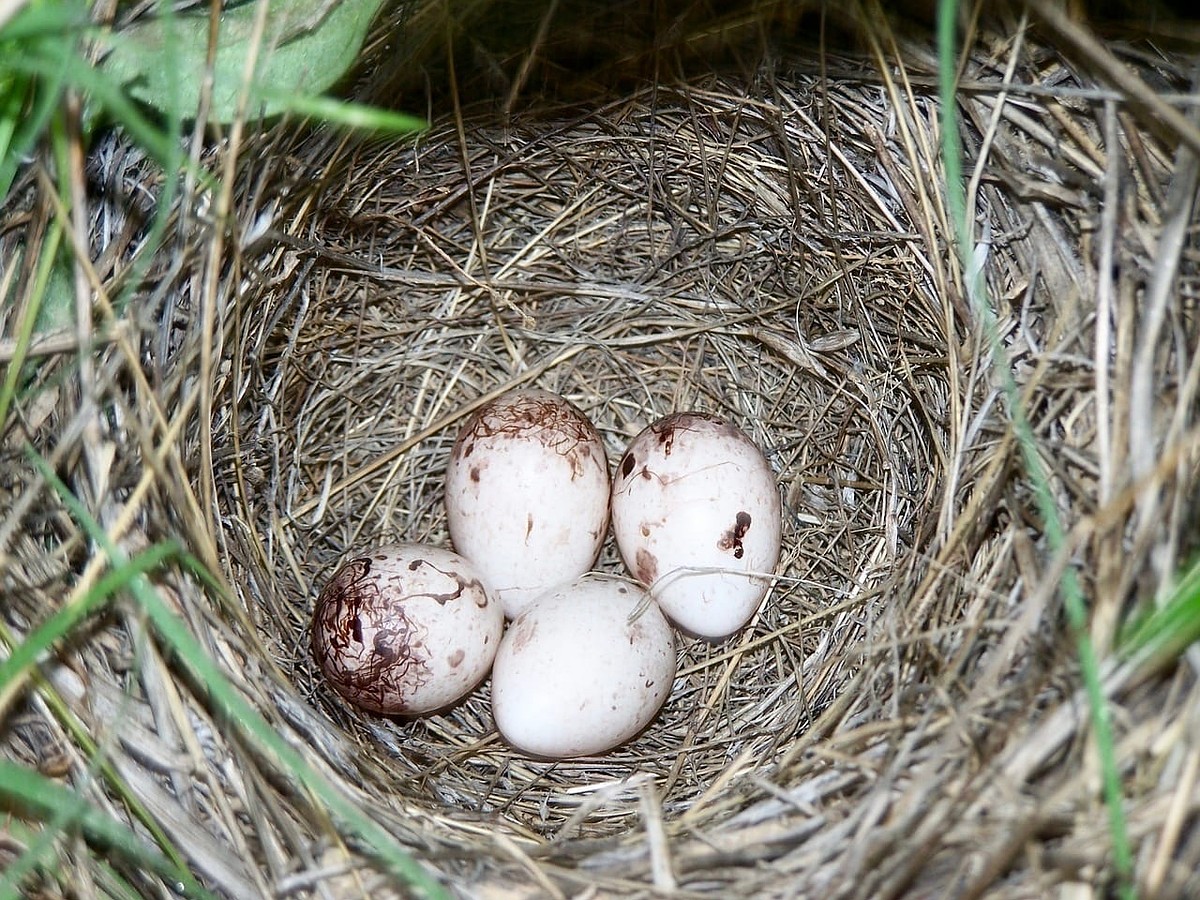 Яйца скворцов фото. Серая куропатка гнездо. Серая куропатка гнездо кома. Яйца диких птиц. Гнездо куропатки.