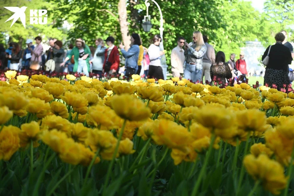 Тысячи тюльпанов покрыли Елагин остров к фестивалю.