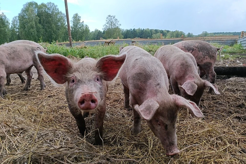 Заражение животных африканской чумой свиней подозревают в Хабаровском крае