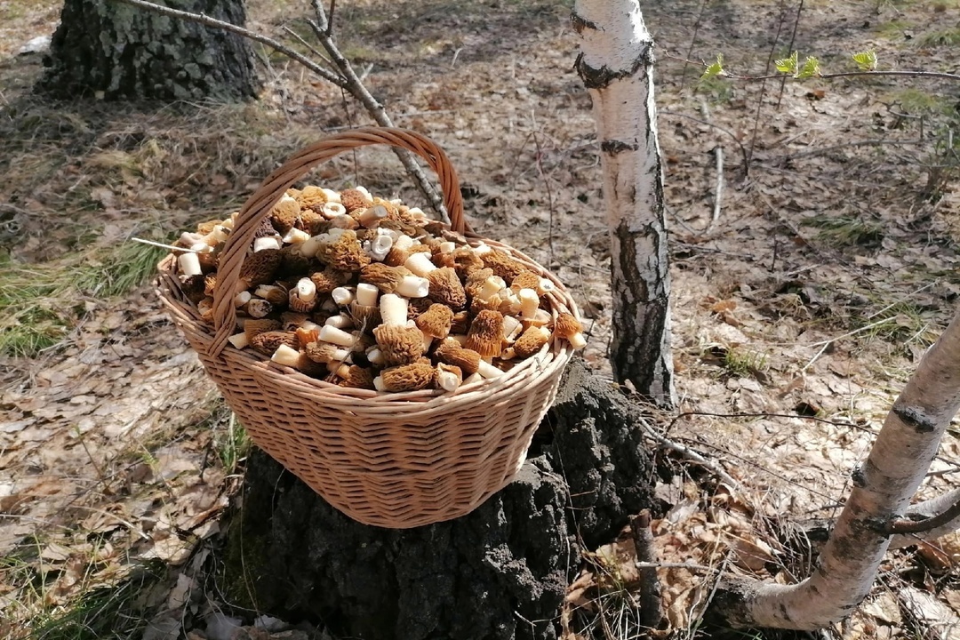 Pokud si pospíšíte, můžete ještě zachytit smržovou čepici. Foto: Ruslan Muravyov