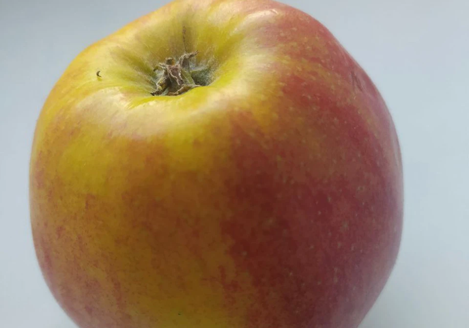 Яблоки приносят пользу организму. Фото: архив КП