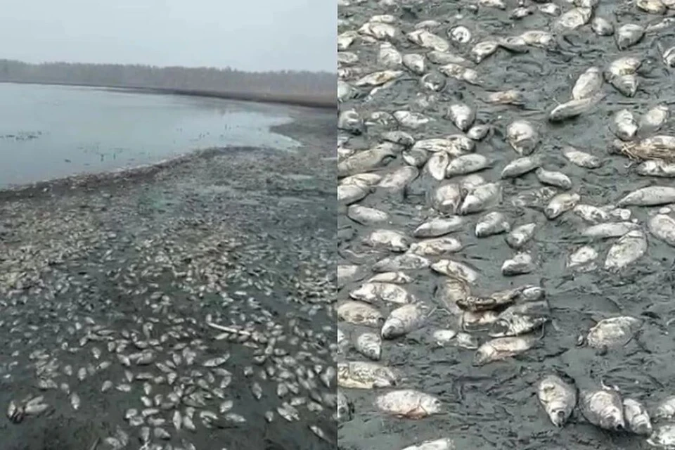 Рыбы могли погибнуть из-за сокращения акватории и глубины озер. Фото: Фото: стоп-кадры из видео Геннадия Макарова
