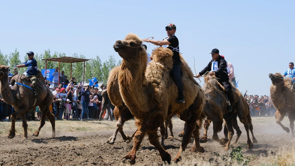 Скачки на верблюдах в Астраханской области