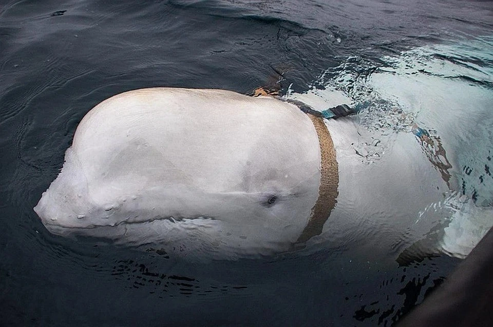 Жителей Норвегии призвали остерегаться «российского кита-шпиона» Фото: соцсети