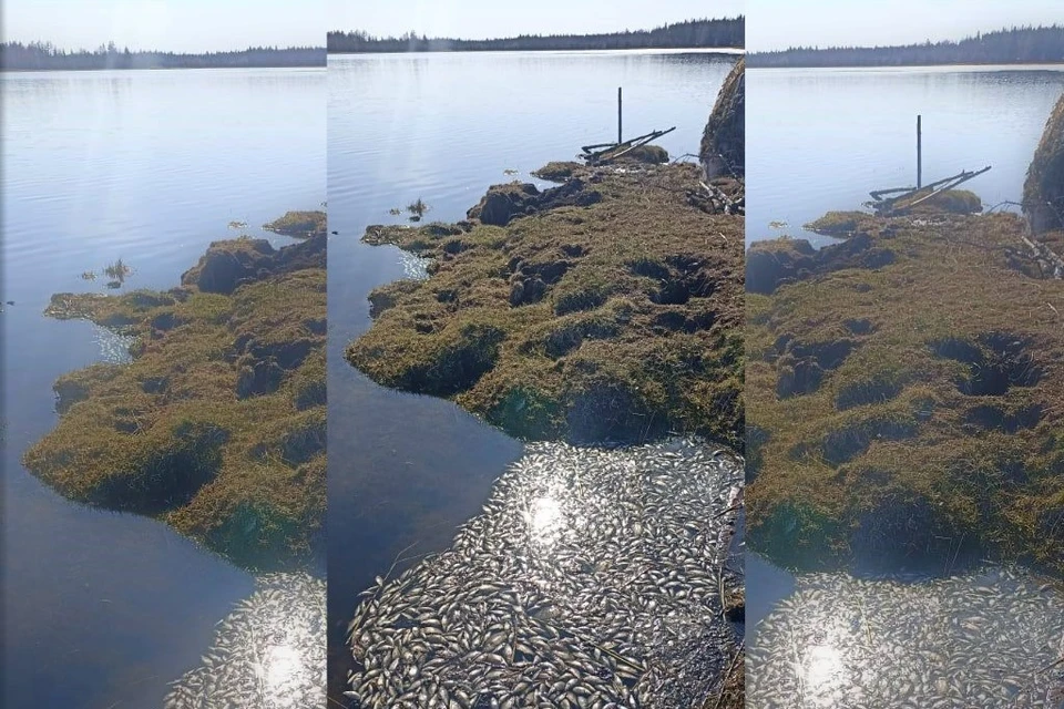 Массовая гибель рыб на одном из озер Якутии. Фото: пресс-служба Минэкологии Якутии