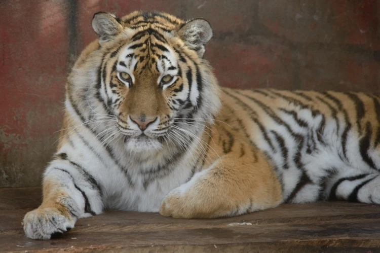 Держала за клык, пока муж помогал на ЗИЛе: что известно о пострадавшей от нападения тигра в Приморье