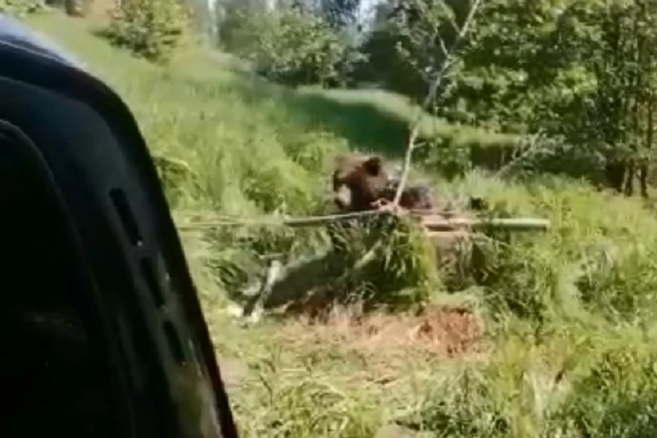 В Угличском районе спасли молодого мишку. Скриншот с видео, департамент охраны окружающей среды и природопользования Ярославской области.