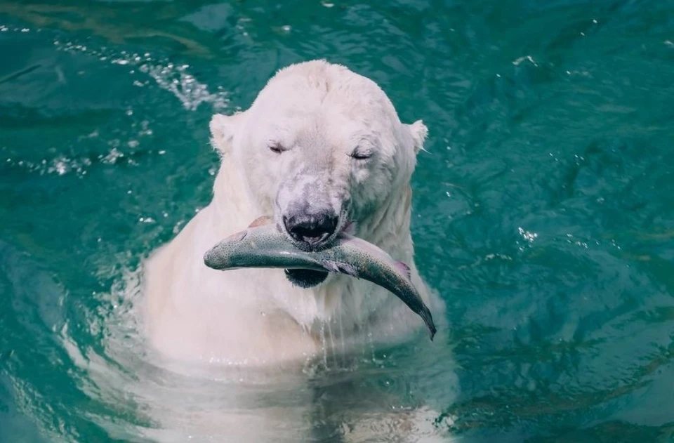 Белый мишка из зоопарка Челябинска прячется от жары в бассейне. Фото Егор Голубкин