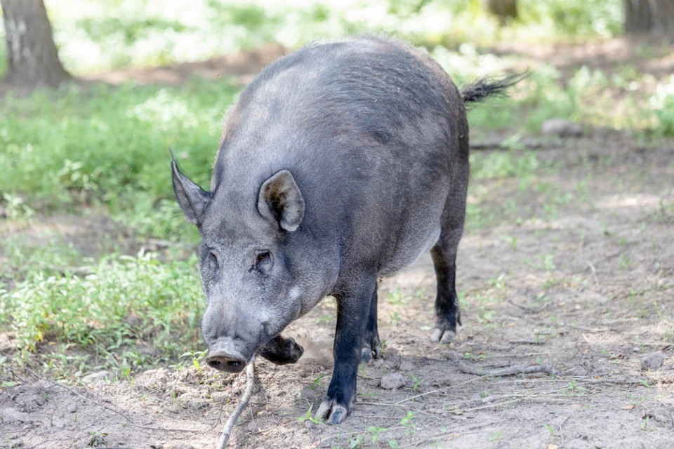 На границе Кировской области вновь выявили заболевание африканской чумой  свиней - KP.RU