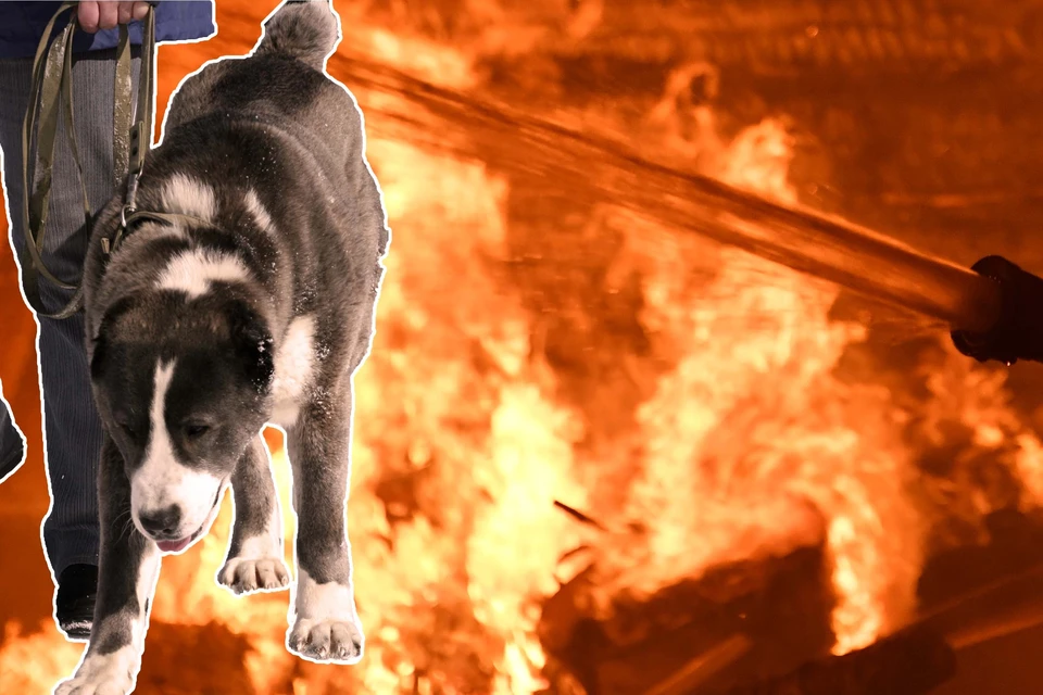 Пожарные спасли 12 собак от страшной гибели. Фото: архив КП