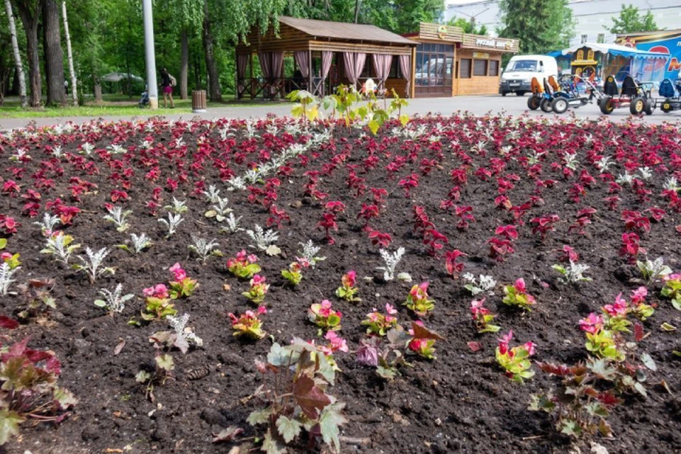 В сумме по городу высадят несколько десятков тысяч цветов. Фото: киров.рф