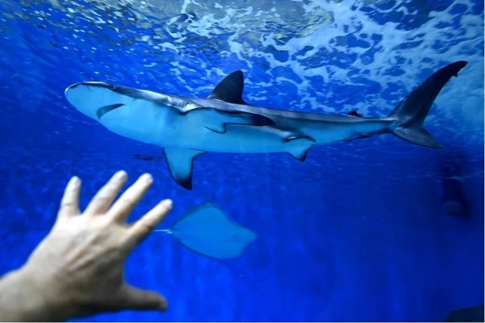 Океанолог развеял миф о «страшном плавнике» нападающей акулы