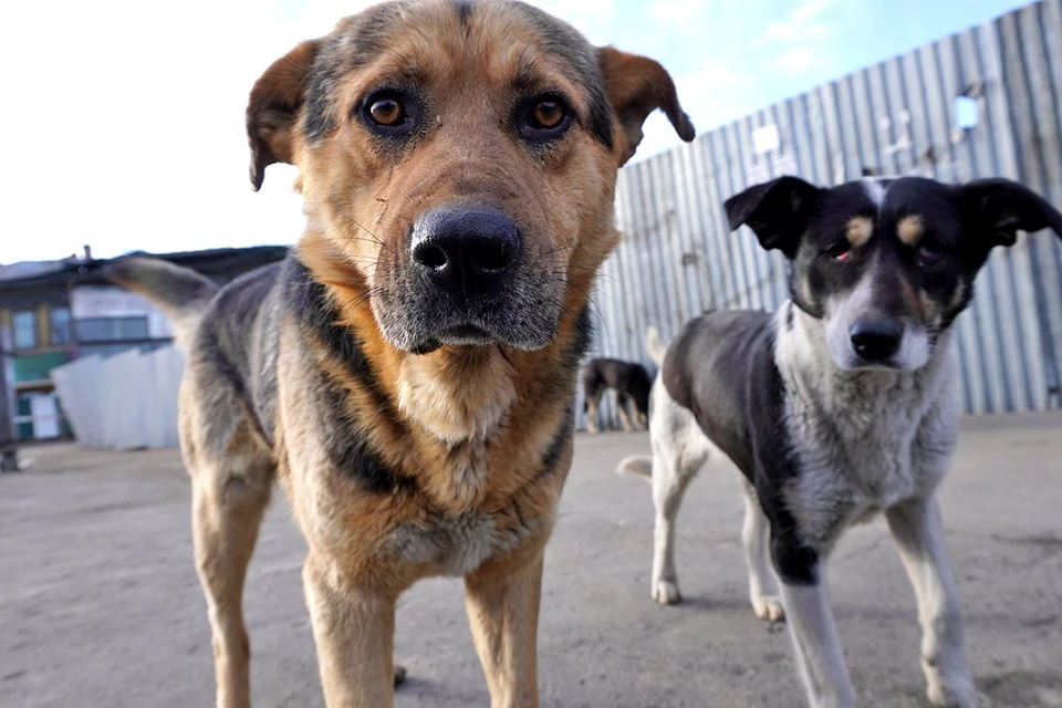 Госдума будет пересматривать неэффективный законопроект об отлове бездомных собак.