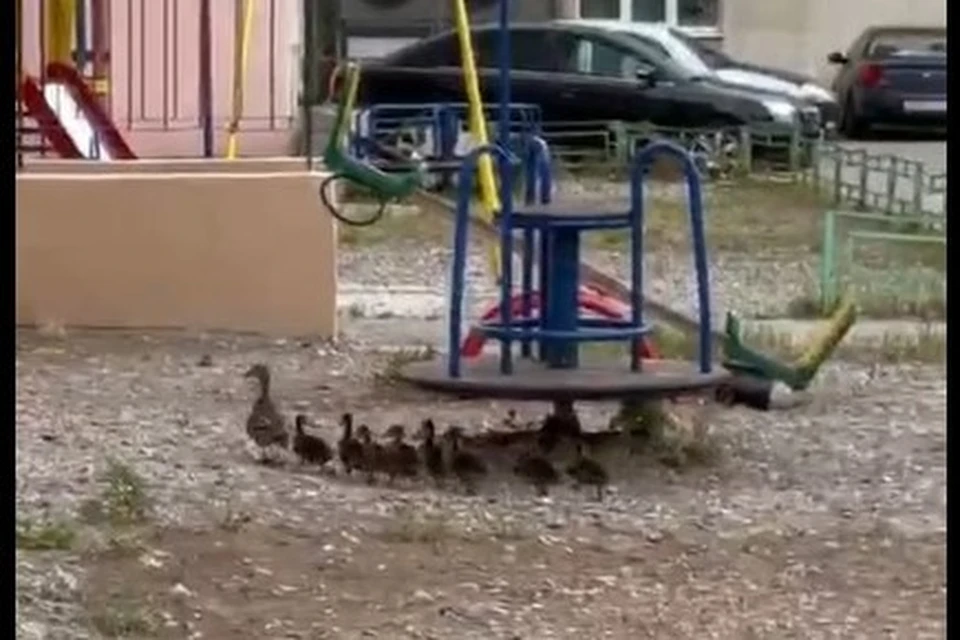 Уточка привела малышей прямо на детскую площадку. Фото: скрин видео