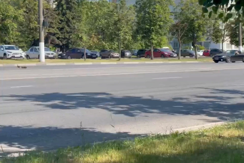 Утке с утятами повезло. Фото: VK/Тверь ВКонтакте