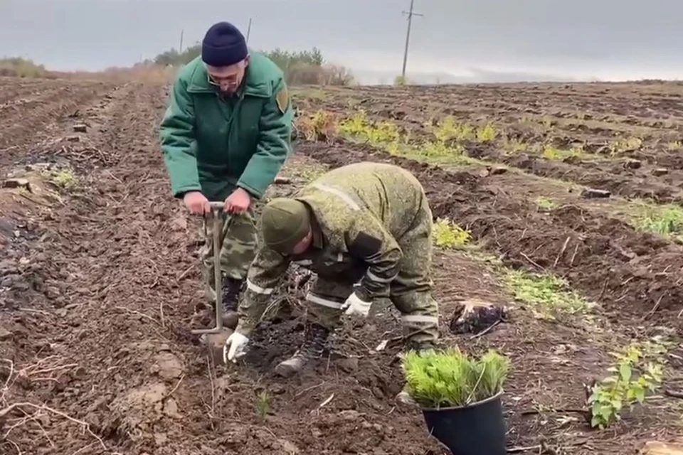 В ДНР сотни гектаров засеют саженцами деревьев до конца года. Фото: Правительство ДНР