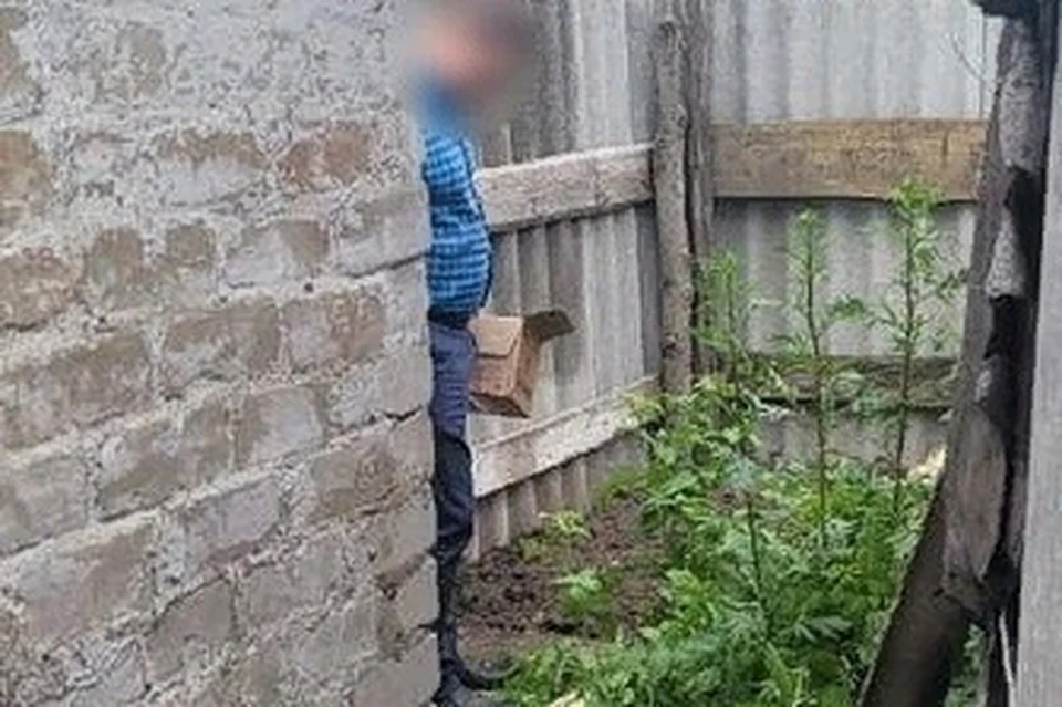 Под Липецком мужчина вырастил 27 кустов конопли во дворе дома