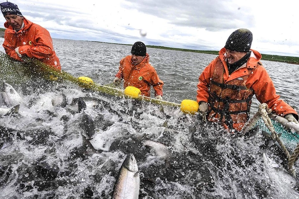18 июня в Сахалинской области официально стартует лососевая путина. Фото: fish.gov.ru