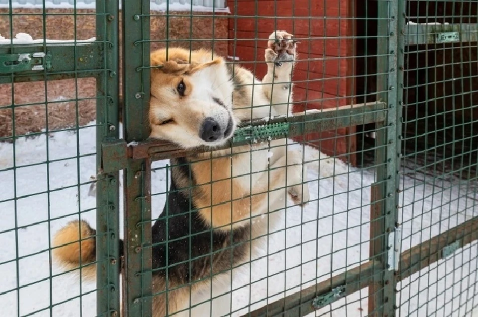 Восстанавливать Мариуполь помогают неравнодушные жители разных регионов России