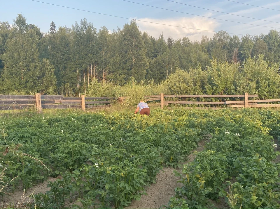 Эксперт дала несколько советов, как спасти урожай от луковой мухи.