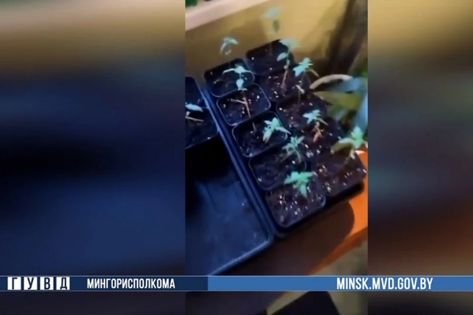 Новые ростки марихуаны не успели еще вырасти. Скрин видео ГУВД Мингорисполкома