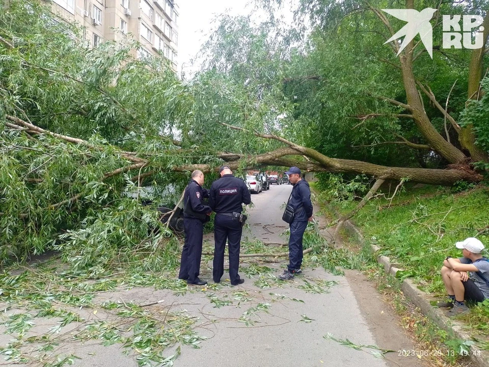 На улице Березовой в Рязани упавшее дерево придавило «Газель».