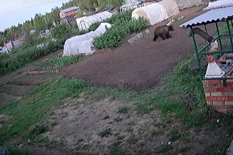 Фото: группа «Типичный Ханты-Мансийск» в социальной сети «ВКонтакте».