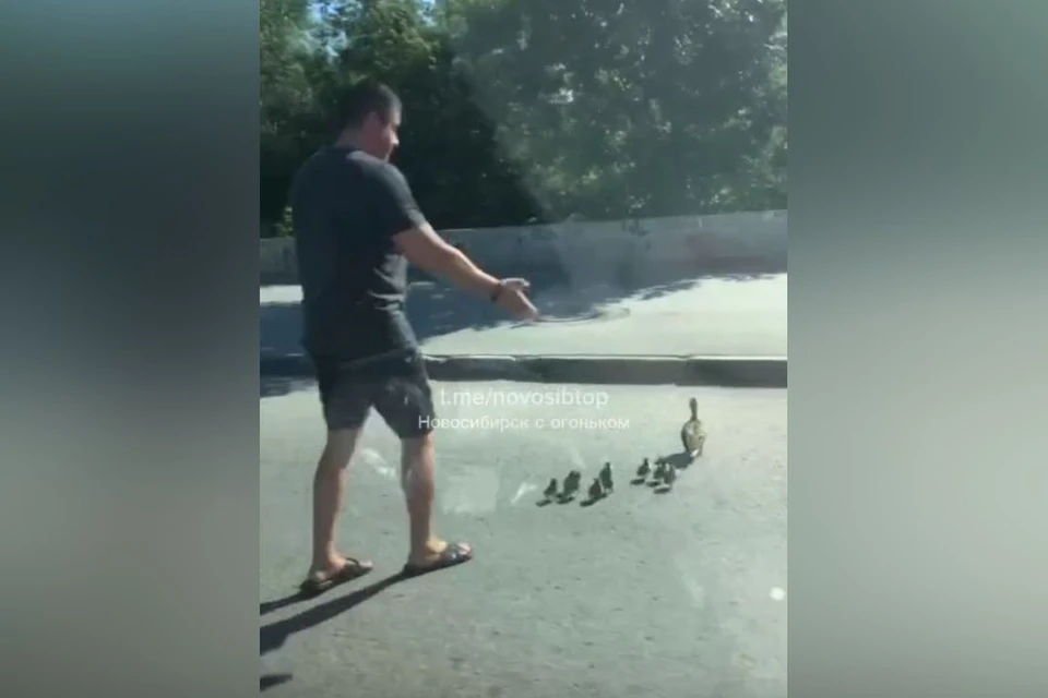 В Новосибирске водитель сопроводил утиное семейство, которое переходило дорогу. Фото: стоп-кадр из видео «Новосибирск с огоньком»