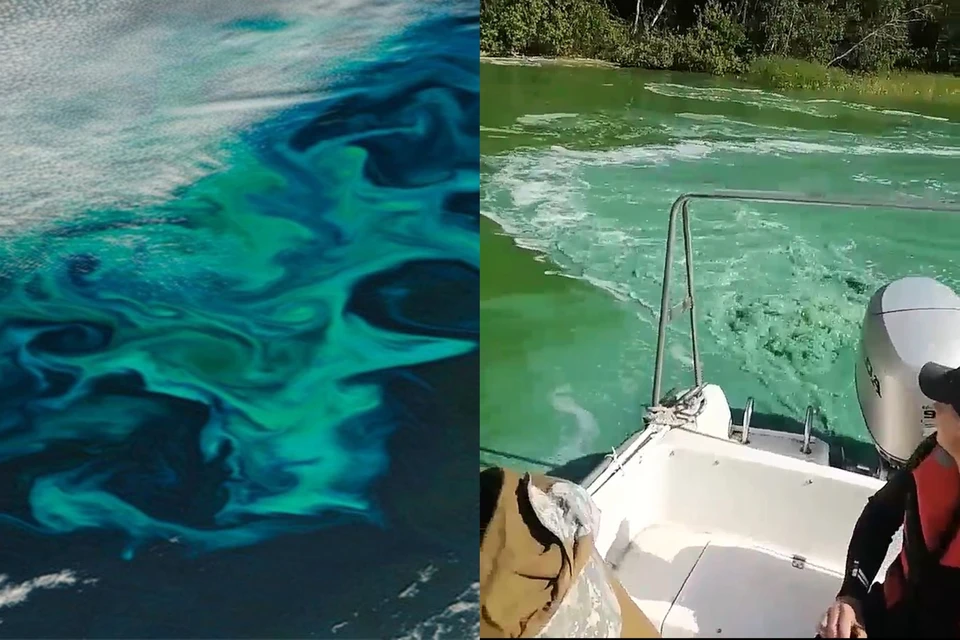 Вода в реке стала ярко-зеленого цвета. Фото: https://t.me/monprirodi/Кадр из видео Анны Митиной