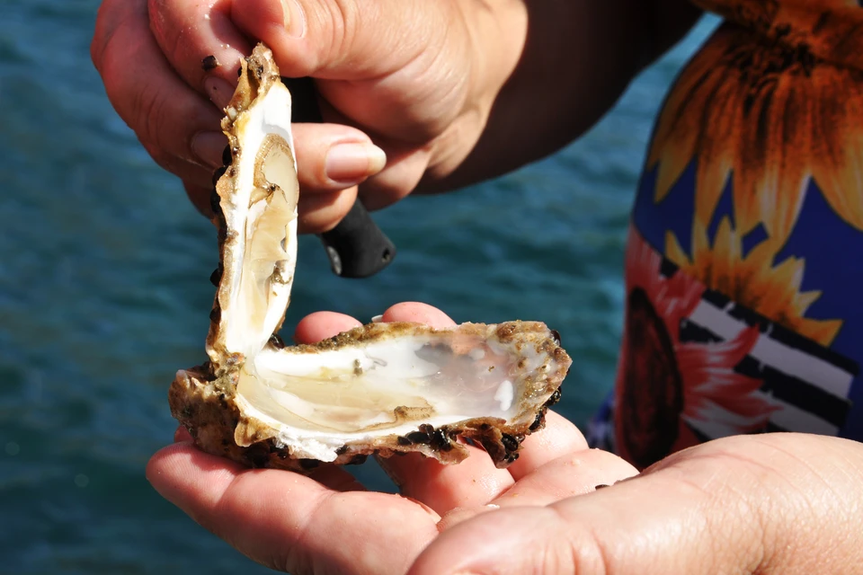 90 секунд: На Сахалине объявили семейный видео-конкурс с гастротуром на ...