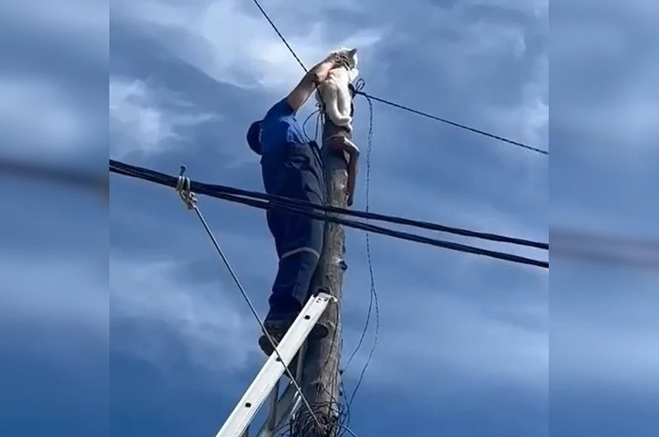 Фото: скриншот видео