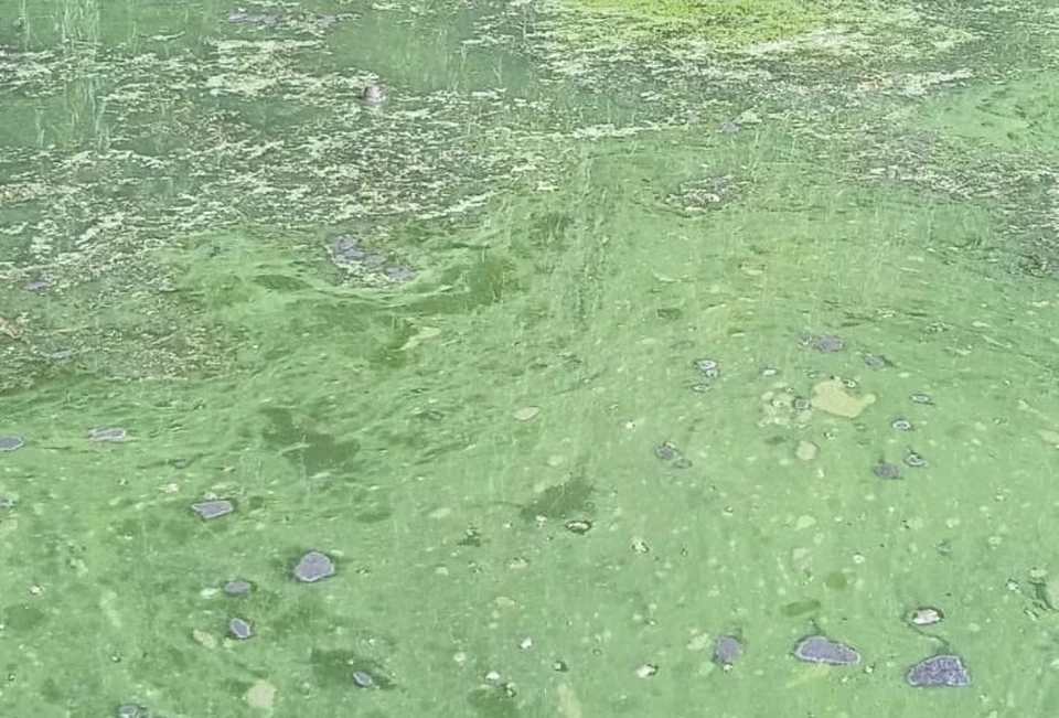 Водоотведение сточных вод с территории левобережной части города осуществляет ООО «РВК-Воронеж». Фото пресс-службы ЦЧУ Росприроднадзора.
