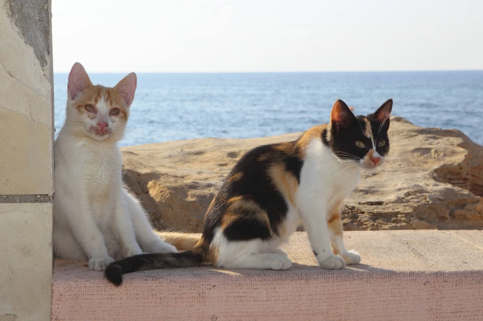 На Кипре много кошек, живущих на улицах, и подсчитать точное количество погибших непросто.