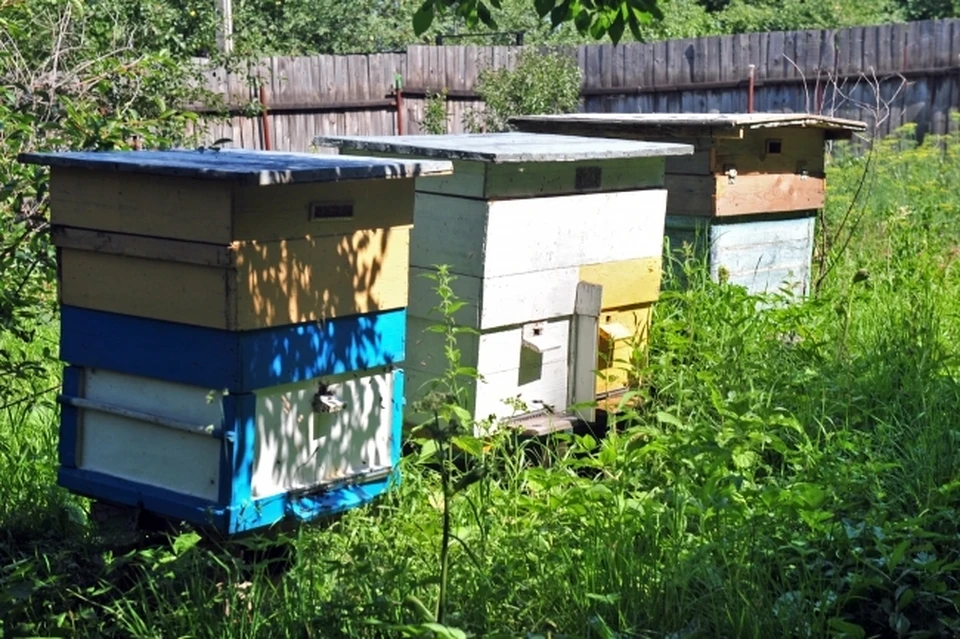 В Новосибирской области пчеловоды вновь жалуются на массовую гибель пчел.