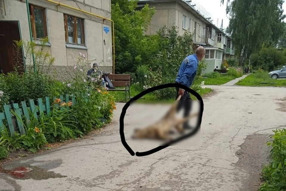 В деревне Турлатово под Рязанью неизвестные отравили нескольких собак.