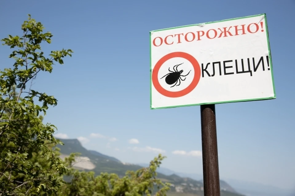 Клещ Ixodes ricinus способен «прыгать» или «подлетать» к своему потенциальному хозяину, используя электрические поля