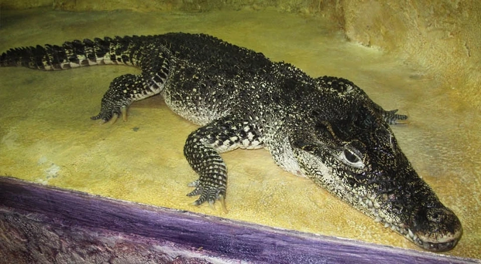 Крокодильи слезы проливаться не будут. Фото: yalta-croco.ru