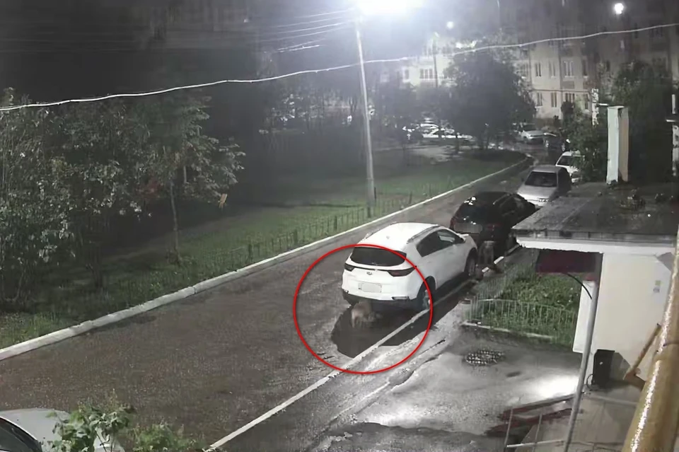 В Дашково-Песочне собаки погрызли припаркованный автомобиль.