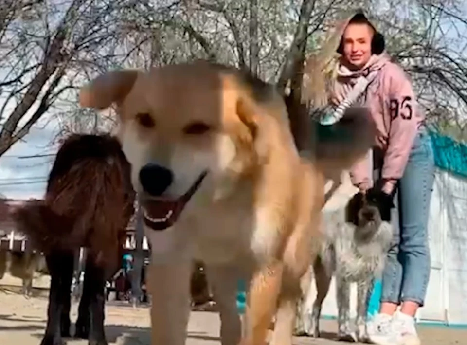 Собак не чипировали