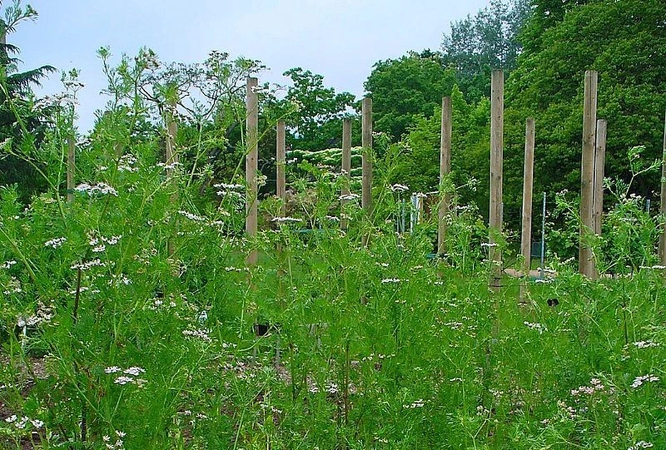 Пряной культурой в этом сезоне засеяли 500 га. Фото: wikimedia.org