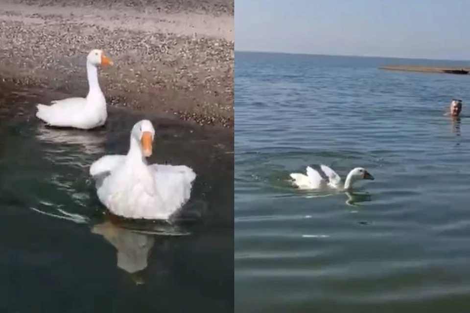 В Новосибирске на пляже Обского моря появились неожиданные отдыхающие. Фото: Кадр из видео/Елена Пушкарева