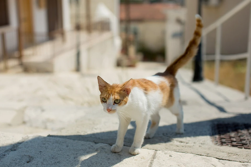 Кипрских кошек, массово болеющих мутировавшим кошачьим коронавирусом, будут лечить невостребованными человеческими лекарствами от Covid-19.