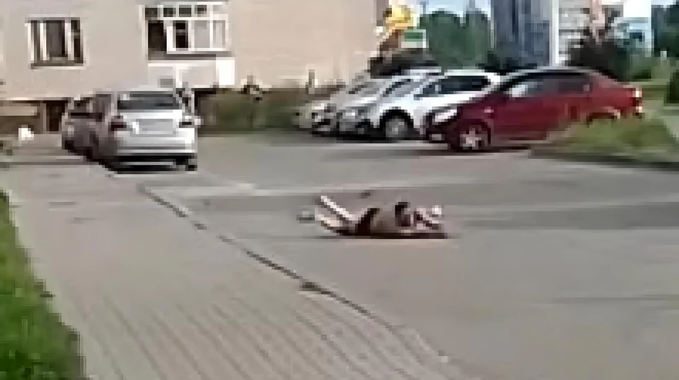 Фото очевидца со страницы ОнлайнВологда